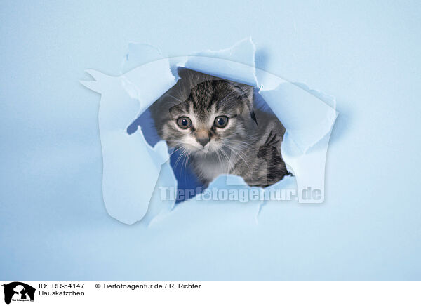 Hausktzchen / kitten / RR-54147