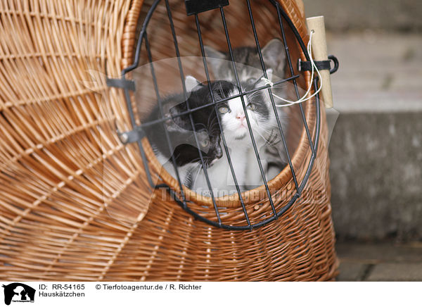 Hausktzchen / kittens / RR-54165