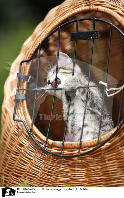 Hausktzchen / kitten / RR-54226