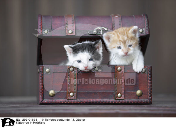 Ktzchen in Holzkiste / Kittens in wooden box / JEG-01668