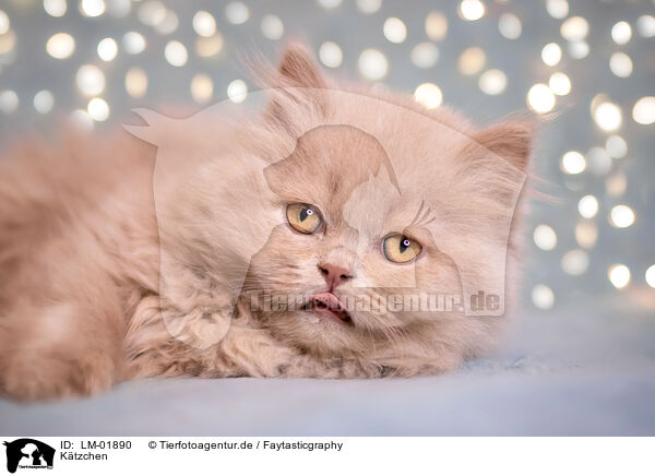 Ktzchen / kitten / LM-01890