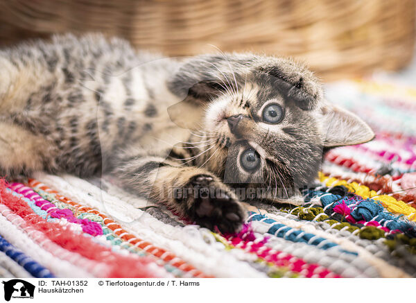Hausktzchen / domestic kitten / TAH-01352