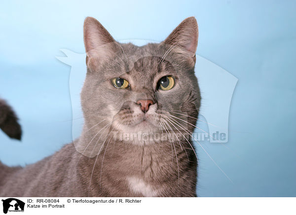 Katze im Portrait / RR-08084