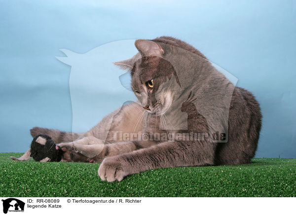 liegende Katze / lying cat / RR-08089