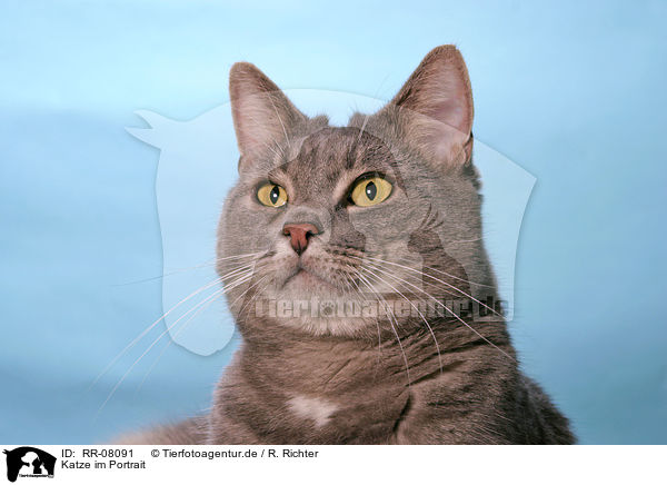 Katze im Portrait / domestic cat Portrait / RR-08091