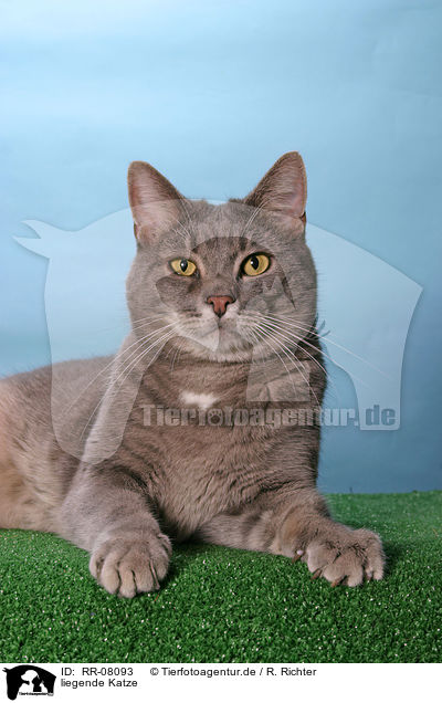 liegende Katze / lying cat / RR-08093