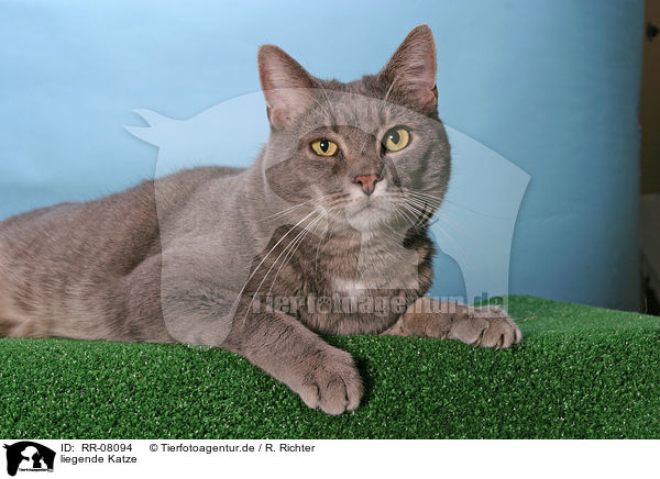 liegende Katze / lying cat / RR-08094