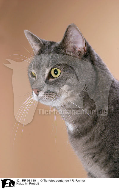 Katze im Portrait / domestic cat Portrait / RR-08110