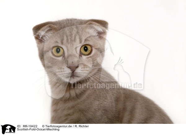 Scottish-Fold-Ocicat-Mischling / Scottish-Fold-Ocicat crossbreed / RR-19422