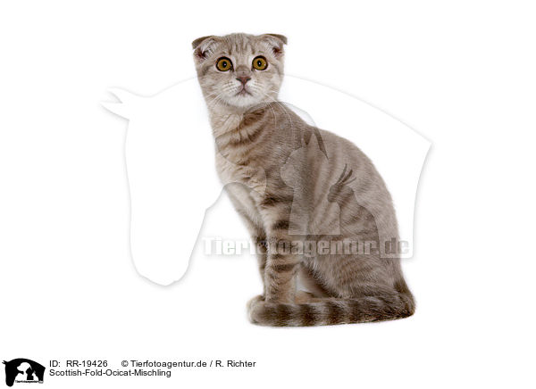 Scottish-Fold-Ocicat-Mischling / Scottish-Fold-Ocicat crossbreed / RR-19426