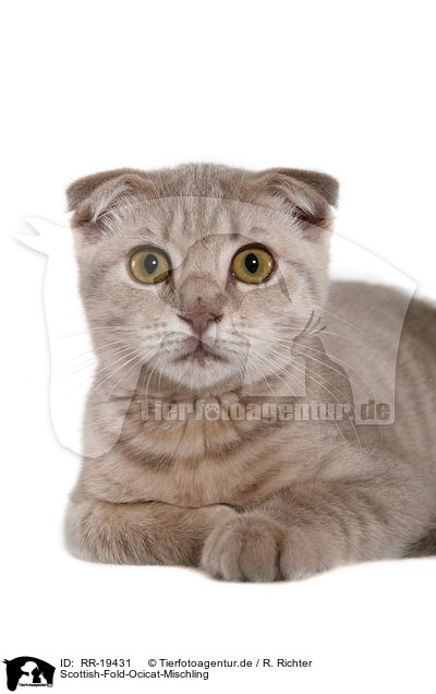 Scottish-Fold-Ocicat-Mischling / Scottish-Fold-Ocicat crossbreed / RR-19431