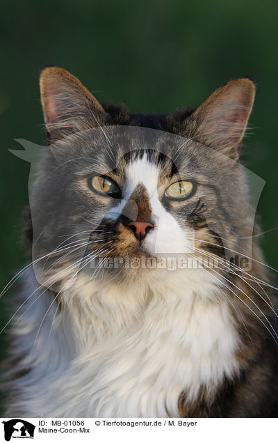 Maine-Coon-Mix / MB-01056