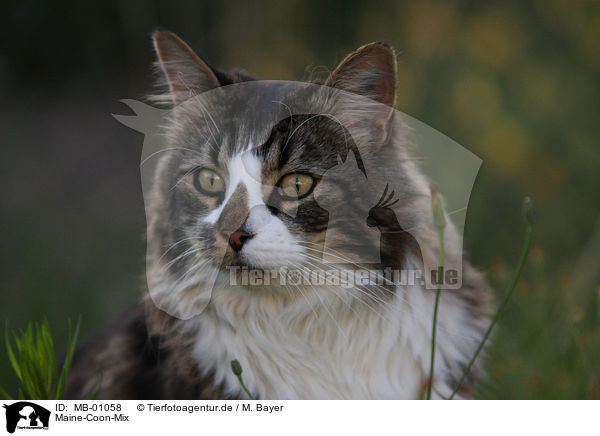Maine-Coon-Mix / MB-01058