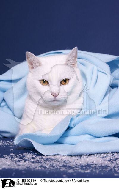 Mischlingskatze / she-cat / BS-02819