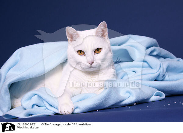 Mischlingskatze / she-cat / BS-02821