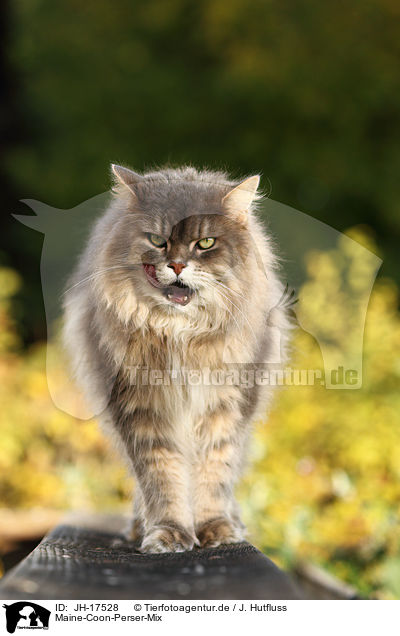 Maine-Coon-Perser-Mix / cat / JH-17528