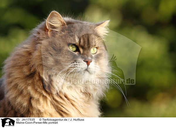 Maine-Coon-Perser-Mix portrait / cat portrait / JH-17535