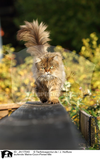 laufende Maine-Coon-Perser-Mix / JH-17540