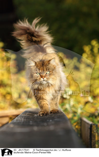 laufende Maine-Coon-Perser-Mix / walking cat / JH-17541