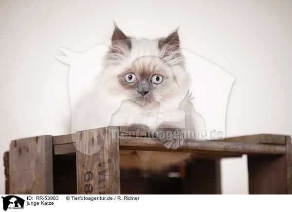 junge Katze / RR-53983