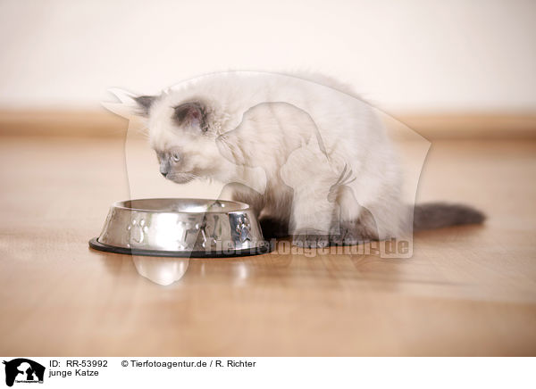 junge Katze / young cat / RR-53992