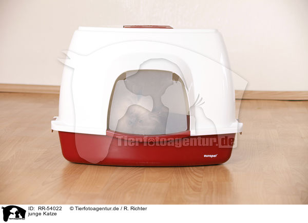 junge Katze / young cat / RR-54022