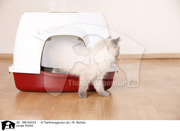 junge Katze / young cat / RR-54023