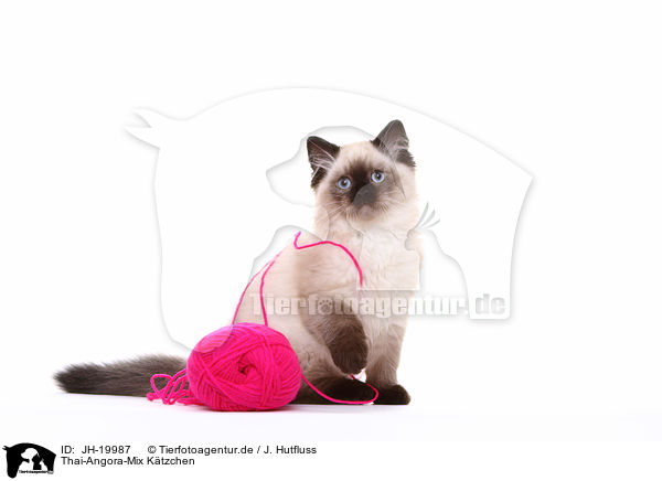 Thai-Angora-Mix Ktzchen / crossbreed kitten / JH-19987