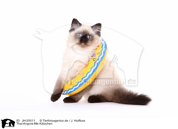 Thai-Angora-Mix Ktzchen / JH-20011