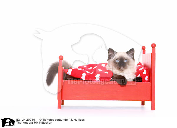 Thai-Angora-Mix Ktzchen / crossbreed kitten / JH-20019