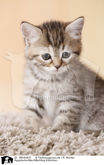 gyptische-Mau-Mischling Ktzchen / Egyptian-Mau-crossbreed kitten / RR-60931