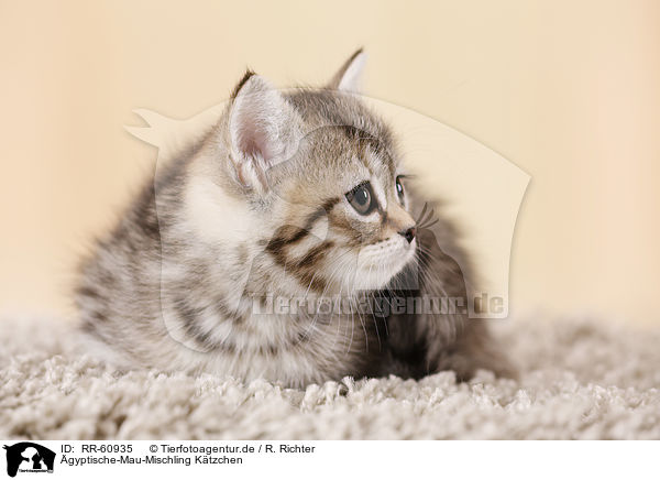 gyptische-Mau-Mischling Ktzchen / Egyptian-Mau-crossbreed kitten / RR-60935