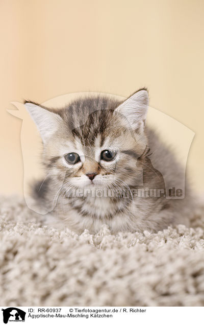 gyptische-Mau-Mischling Ktzchen / Egyptian-Mau-crossbreed kitten / RR-60937