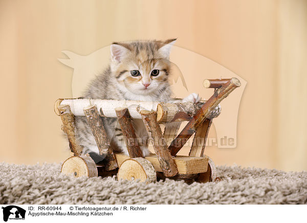 gyptische-Mau-Mischling Ktzchen / Egyptian-Mau-crossbreed kitten / RR-60944