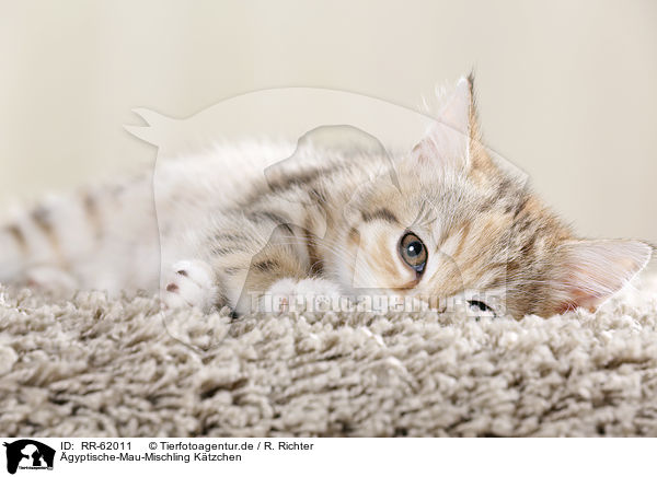 gyptische-Mau-Mischling Ktzchen / Egyptian-Mau-crossbreed kitten / RR-62011