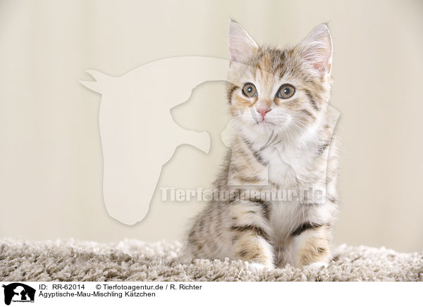 gyptische-Mau-Mischling Ktzchen / Egyptian-Mau-crossbreed kitten / RR-62014