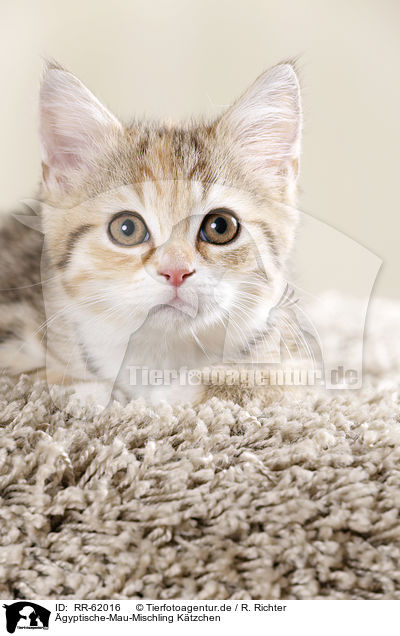 gyptische-Mau-Mischling Ktzchen / Egyptian-Mau-crossbreed kitten / RR-62016