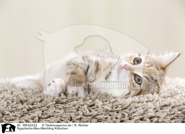gyptische-Mau-Mischling Ktzchen / Egyptian-Mau-crossbreed kitten / RR-62022