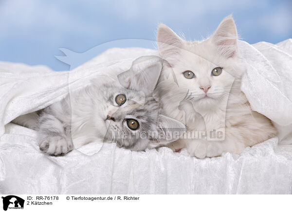 2 K�tzchen / RR-76178