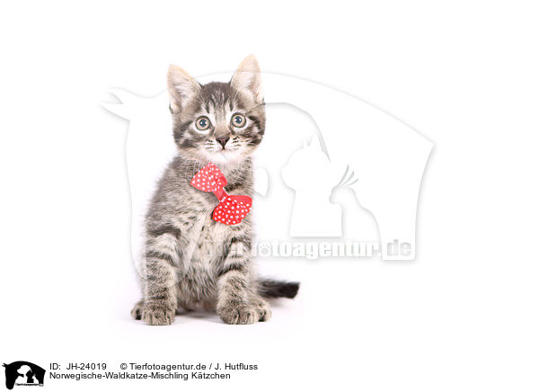 Norwegische-Waldkatze-Mischling Ktzchen / Norwegian-Forest-Cat-Cross Kitten / JH-24019