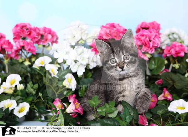 Norwegische-Waldkatze-Mischling Ktzchen / Norwegian-Forest-Cat-Cross Kitten / JH-24030