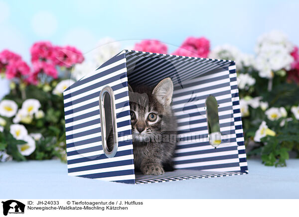 Norwegische-Waldkatze-Mischling Ktzchen / Norwegian-Forest-Cat-Cross Kitten / JH-24033