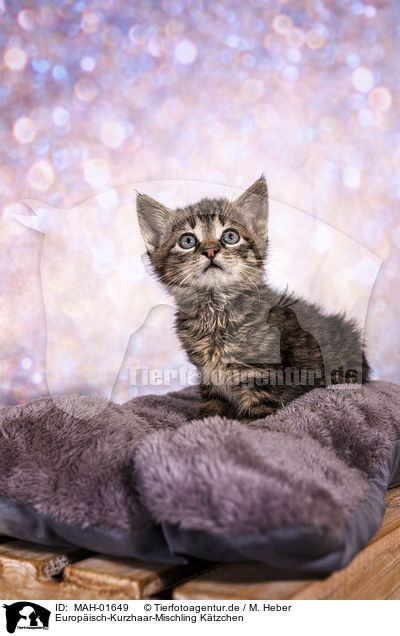 Europisch-Kurzhaar-Mischling Ktzchen / European-Shorthair-Cross Kitten / MAH-01649