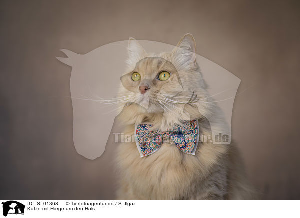 Katze mit Fliege um den Hals / Cat with a bow tie around its neck / SI-01368