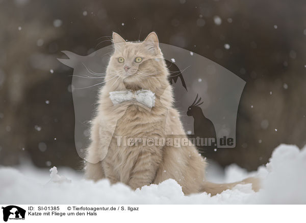 Katze mit Fliege um den Hals / Cat with a bow tie around its neck / SI-01385