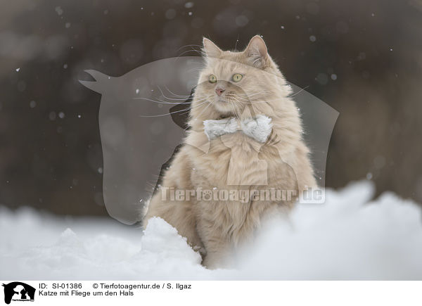 Katze mit Fliege um den Hals / Cat with a bow tie around its neck / SI-01386