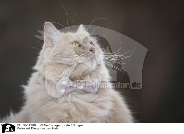 Katze mit Fliege um den Hals / Cat with a bow tie around its neck / SI-01389