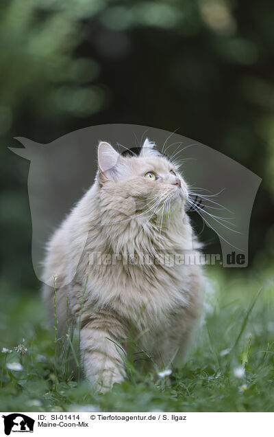 Maine-Coon-Mix / SI-01414