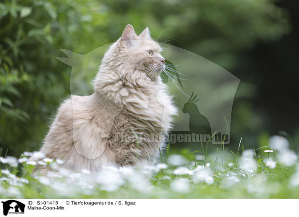 Maine-Coon-Mix / Maine-Coon-Cross / SI-01415