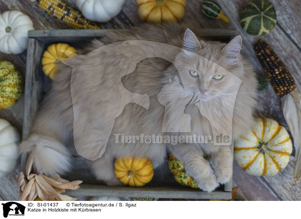 Katze in Holzkiste mit Krbissen / Cat in wooden box with pumpkins / SI-01437